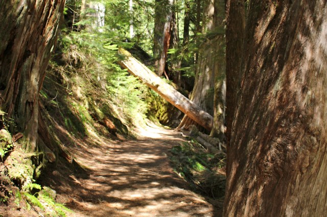 Mt. Rainier National Park