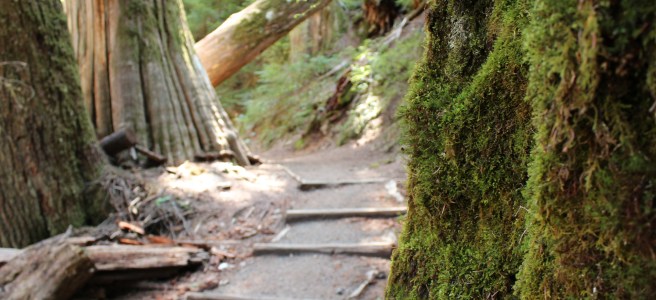 Grove of the Patriarchs