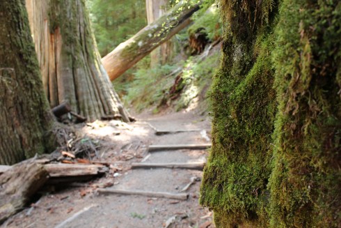 Grove of the Patriarchs