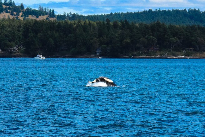 Whale Watching - San Juan Islands
