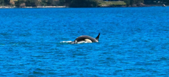 Whale Watching - San Juan Islands