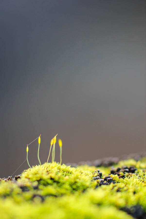Tolmie State Park Vegetation