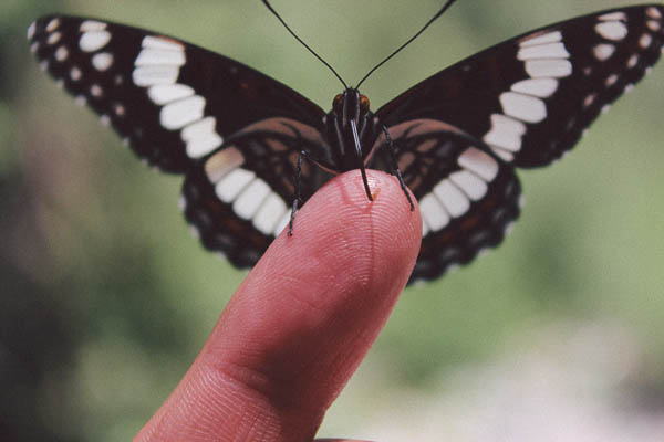 Friendly Butterfly, Colorado