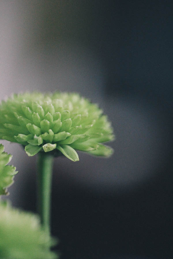 Green Pom Flower