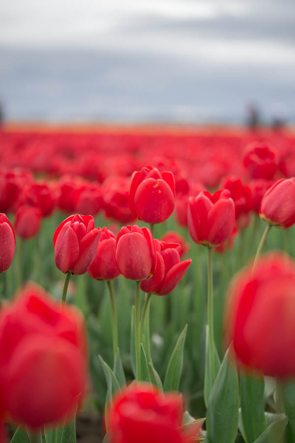 Tulip Festival 2013 | Yea Yea Pueblo