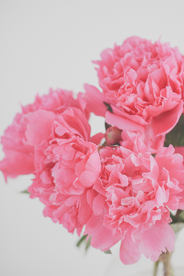 Pink Peonies | Yea Yea Pueblo