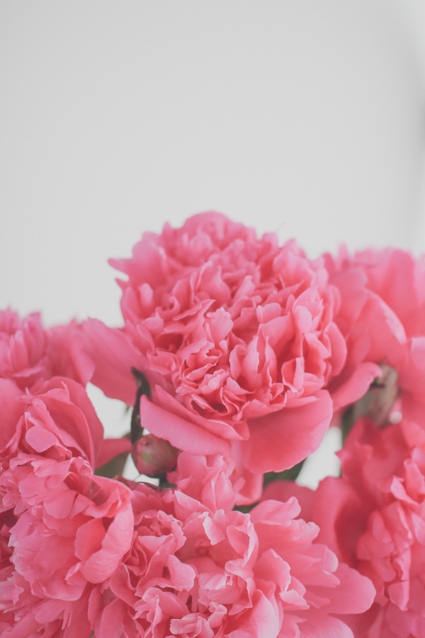 Pink Peonies | Yea Yea Pueblo