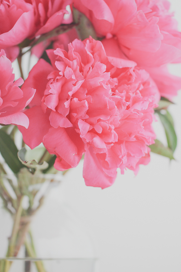 Pink Peonies | Yea Yea Pueblo