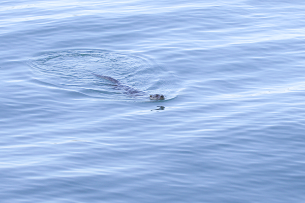 Wildlife at Point Defiance Park - Tacoma, WA | Yea Yea Pueblo
