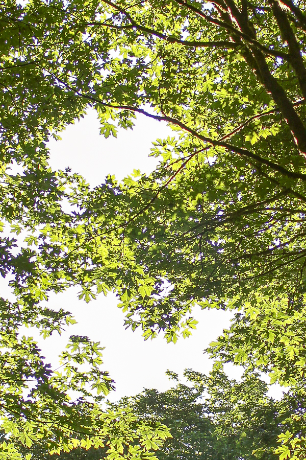Trees at Point Defiance Park - Tacoma, WA | Yea Yea Pueblo