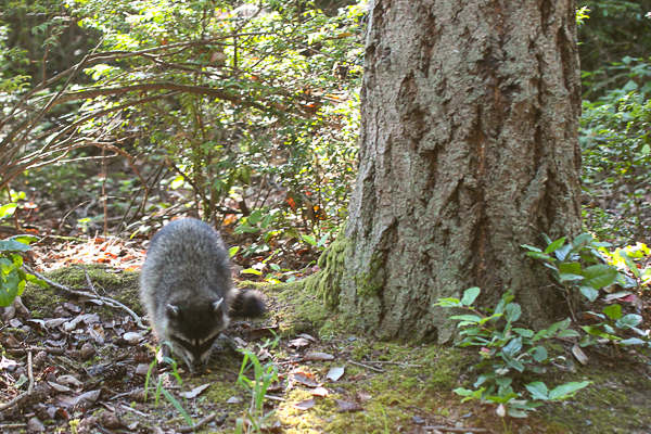 Wildlife at Point Defiance Park - Tacoma, WA | Yea Yea Pueblo