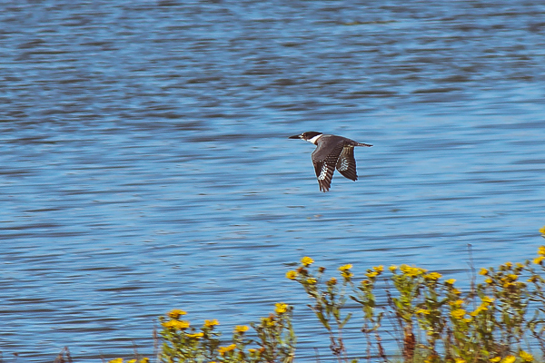 Belted Kingfisher - Nisqually Wildlife Refuge | Yea Yea Pueblo
