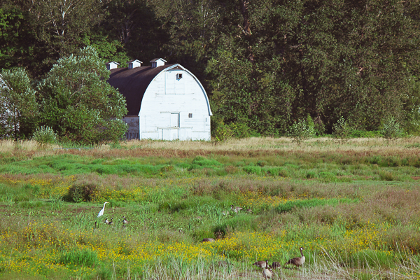 Nisqually Wildlife Refuge | Yea Yea Pueblo