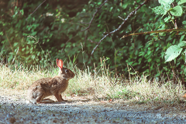 Nisqually Wildlife Refuge | Yea Yea Pueblo